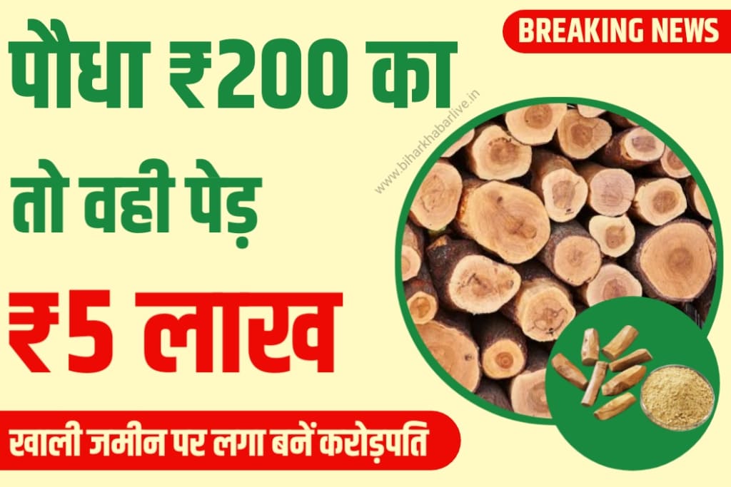 Sandalwood Business