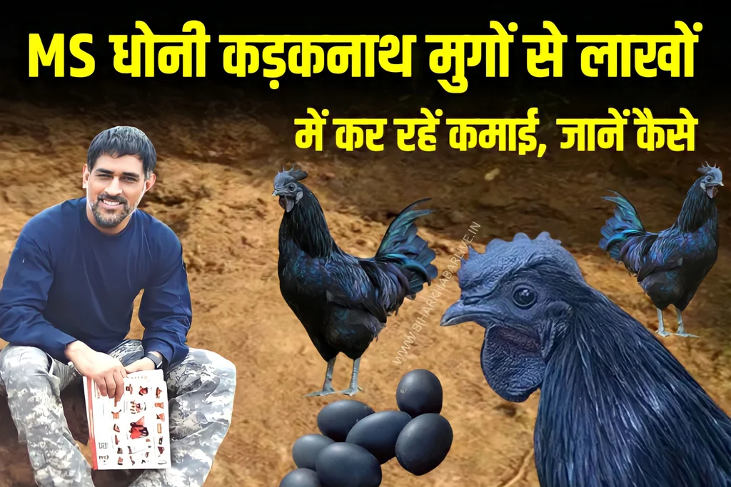 Kadaknath Farming