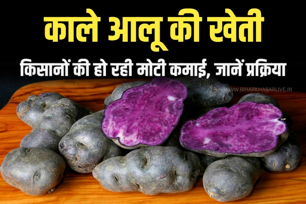 Black Potato Farming